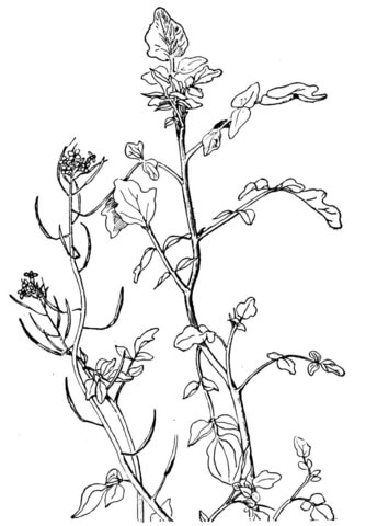 Watercress Nasturtium Coloring Page